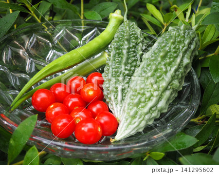 家庭菜園で収穫した新鮮な夏野菜 家庭菜園で収穫した新鮮な夏野菜 141295602
