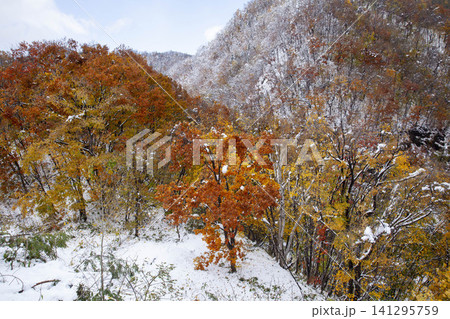 北海道の初雪が降る秋の雑木林、紅葉と白雪が共存する季節の風景 北海道の初雪が降る秋の雑木林、紅葉と白雪が共存する季節の風景 141295759