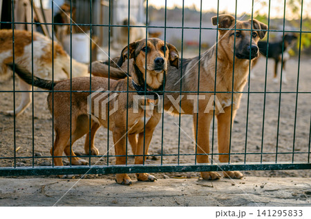 Homeless Dog in Shelter Kennel Waiting for Adoption. Animal Rescue Homeless Dog in Shelter Kennel Waiting for Adoption. Animal Rescue 141295833