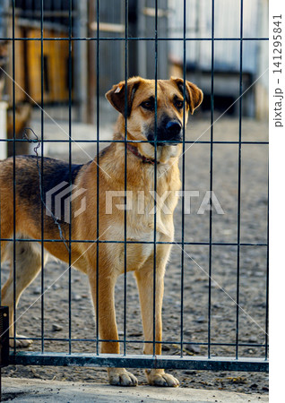 Homeless Dog in Shelter Kennel Waiting for Adoption. Animal Rescue Homeless Dog in Shelter Kennel Waiting for Adoption. Animal Rescue 141295841