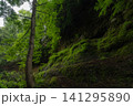 深い森 141295890