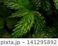 雨に濡れた葉 141295892