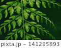 雨に濡れた葉 141295893