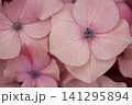 ピンクのアジサイの花、マクロ 141295894