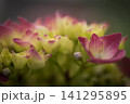 虫の目線 141295895