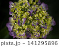 咲き始めた、アジサイの花 141295896