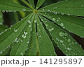 雨に濡れた葉 141295897