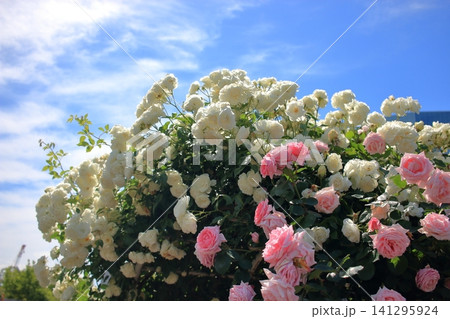 Beautiful roses in the Rose Gardin of Shibaura Chuo Park in MInatoku Tokyo Japan on a spring day. Beautiful roses in the Rose Gardin of Shibaura Chuo Park in MInatoku Tokyo Japan on a spring day. 141295924