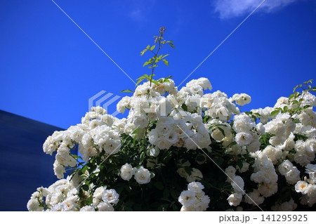 Beautiful roses in the Rose Gardin of Shibaura Chuo Park in MInatoku Tokyo Japan on a spring day. Beautiful roses in the Rose Gardin of Shibaura Chuo Park in MInatoku Tokyo Japan on a spring day. 141295925