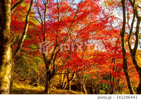 彩りの秋の紅葉 彩りの秋の紅葉 141296441