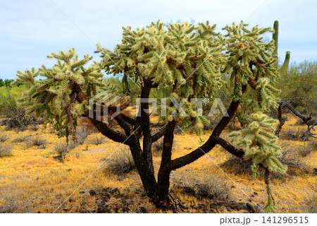 Cholla cactus, Sonora Desert, Mid Winter Cholla cactus, Sonora Desert, Mid Winter 141296515