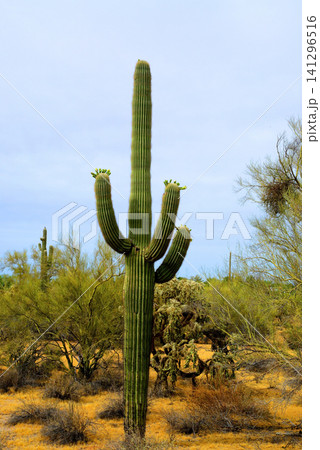 Old Saguaro Cactus Sonora desert Arizona Old Saguaro Cactus Sonora desert Arizona 141296516