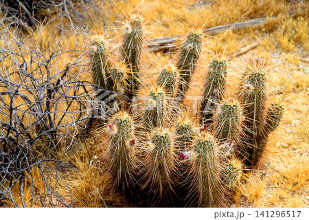 Hedge Hog cactus Hedge Hog cactus 141296517
