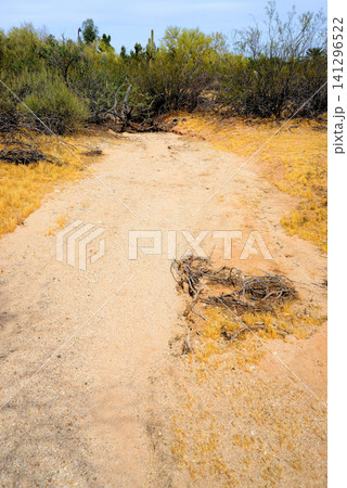 Arizona Desert Arroyo 141296522
