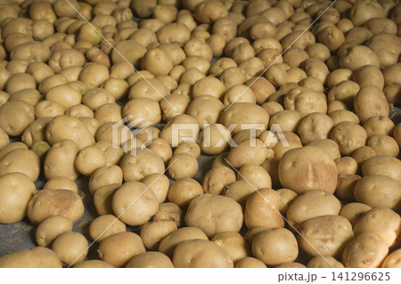Fresh potatoes on the farm. Fresh potatoes on the farm. 141296625