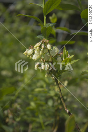 White flowers on blueberry stem White flowers on blueberry stem 141296720