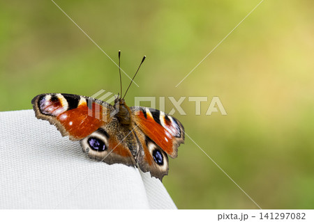Colourful peacock butterfly resting on a white surface, illustrating urban green space biodiversity and nature resilience. 141297082