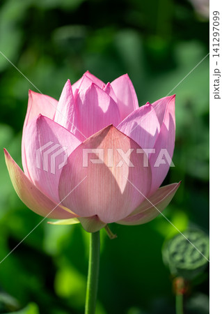 陽の光に花びらが美しく透けて咲く薄桃色の蓮の花 141297099