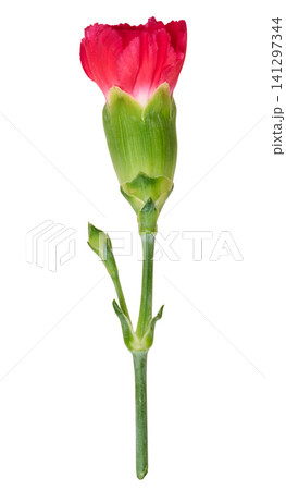 Unopened red carnation bud on a green stem, isolated background Unopened red carnation bud on a green stem, isolated background 141297344