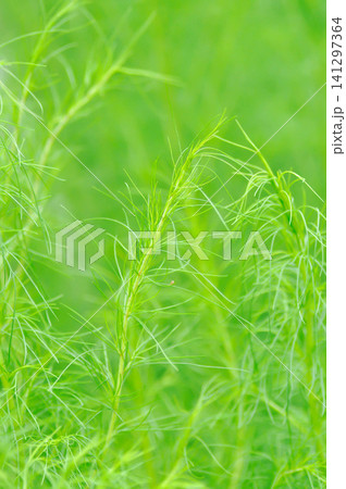 Dog fennel, dogfennel or Eupatorium capillifolium or false dill tree or Asteraceae or vegetable plant 141297364