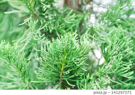 Juniperus chinensis, Chinese juniper or CUPRESSACEAE or pine tree 141297371
