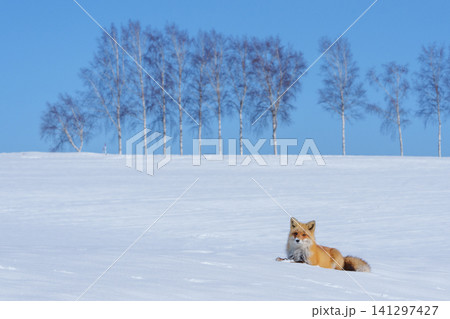 北海道美瑛の雪原でくつろぐキタキツネと白樺並木 冬の野生動物素材 北海道美瑛の雪原でくつろぐキタキツネと白樺並木 冬の野生動物素材 141297427
