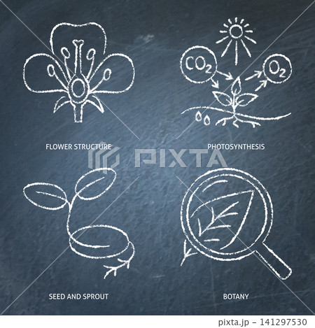 Botany and structure of plants chalkboard icon set 141297530