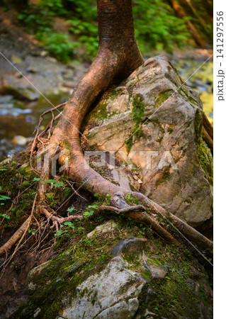 Resilient Tree Roots on Mossy Rock Resilient Tree Roots on Mossy Rock 141297556
