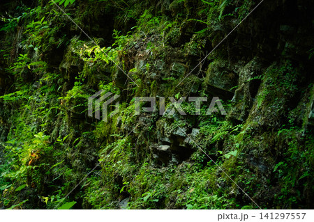 Enchanting Forest Mossy Wall Enchanting Forest Mossy Wall 141297557