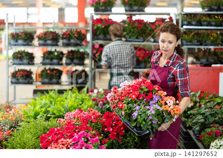Female employee sorts out goods, carries out daily care with young vinca plant Female employee sorts out goods, carries out daily care with young vinca plant 141297652