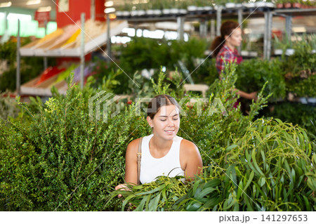Young girl choosing eucalyptus in flower-pots in plants market Young girl choosing eucalyptus in flower-pots in plants market 141297653