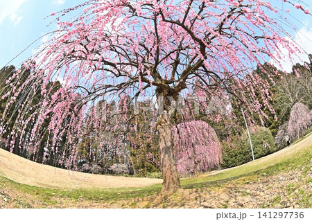 田上梅林公園の枝垂れ梅(新潟県田上町) 田上梅林公園の枝垂れ梅(新潟県田上町) 141297736