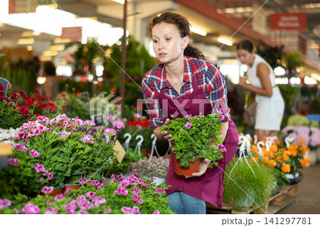 Adult female seller holding geranium in pot 141297781