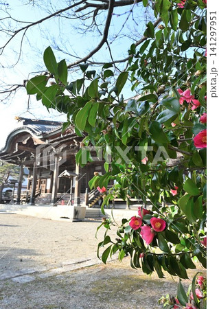 本成寺に咲く鮮やかなサザンカ(新潟県三条市) 本成寺に咲く鮮やかなサザンカ(新潟県三条市) 141297951