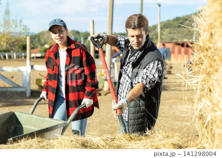 Male female young adult horse stable workers preparing hay and straw for horses in countryside club on sunny day in autumn Male female young adult horse stable workers preparing hay and straw for horses in countryside club on sunny day in autumn 141298004