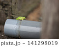 配管の上でひと休みするアマガエル 141298019