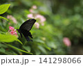ピンクの花に舞う黒いアゲハチョウ 141298066