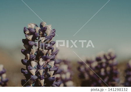 Close-up of vibrant purple and white lupine flowers in Hornafjordur, south Iceland. Close-up of vibrant purple and white lupine flowers in Hornafjordur, south Iceland. 141298132