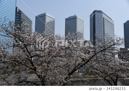 大阪城公園の桜 大阪城公園の桜 141298231