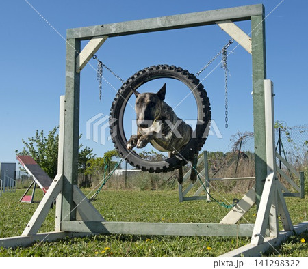 training of agility training of agility 141298322