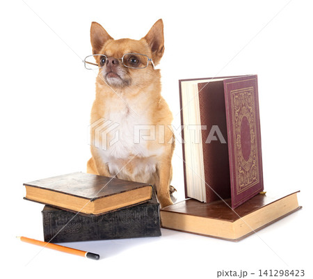 chihuahua in school chihuahua in school 141298423
