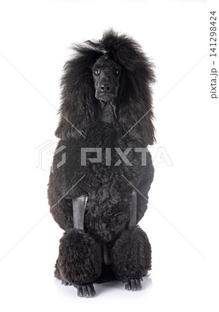 black standard poodle black standard poodle 141298424