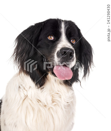 landseer in studio 141298430