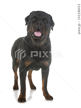 rottweiler in studio 141298431