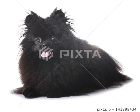 black pomeranian in studio black pomeranian in studio 141298434