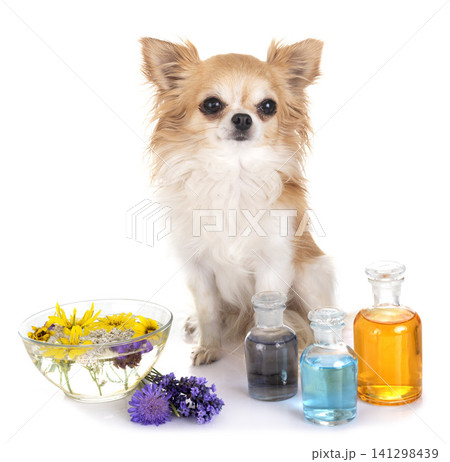 dog and floral elixirs dog and floral elixirs 141298439