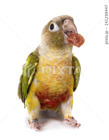 Green-cheeked parakeet in studio Green-cheeked parakeet in studio 141298447
