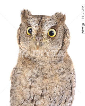 Eurasian scops owl Eurasian scops owl 141298448