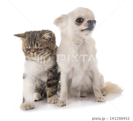 exotic shorthair kitten and chuihuahua exotic shorthair kitten and chuihuahua 141298452
