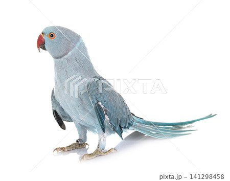 Rose-ringer parakeet in studio Rose-ringer parakeet in studio 141298458